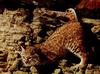 Bobcat (Lynx rufus)  on rock