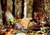 Bobcat (Lynx rufus)  relaxing in forest