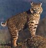 Bobcat (Lynx rufus)  portrait