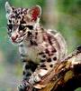 Clouded Leopard (Neofelis nebulosa) kit