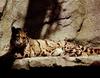 Clouded Leopard (Neofelis nebulosa)