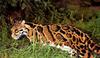 Clouded Leopard (Neofelis nebulosa)