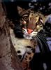 Clouded Leopard (Neofelis nebulosa) head