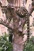 Clouded Leopard (Neofelis nebulosa) on tree