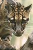 Clouded Leopard (Neofelis nebulosa) head