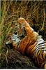 Tiger (Panthera tigris) mother and kit
