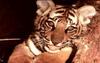 Tiger (Panthera tigris) kit face