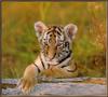 Tiger (Panthera tigris) kit face