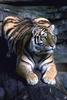 Siberian Tiger (Panthera tigris altaica) - San Diego Zoo