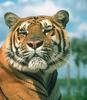 Tiger (Panthera tigris) head