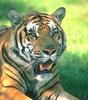 Tiger (Panthera tigris) head