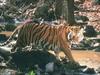 Tiger (Panthera tigris)