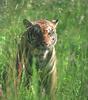 Tiger (Panthera tigris)