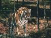 Tiger (Panthera tigris)