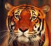 Tiger (Panthera tigris) face