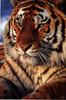 Tiger (Panthera tigris) face