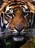 Tiger (Panthera tigris) head