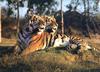 Tiger (Panthera tigris) pair