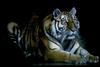 Tiger (Panthera tigris)