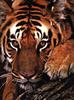 Tiger (Panthera tigris) face