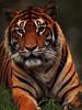 Tiger (Panthera tigris) face