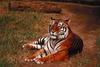 Tiger (Panthera tigris)