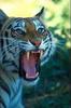 Tiger (Panthera tigris) snarling face