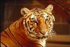 Tiger (Panthera tigris) head