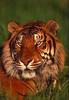Tiger (Panthera tigris) face