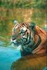 Tiger (Panthera tigris) in water