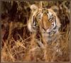 Tiger (Panthera tigris) head