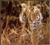 Tiger (Panthera tigris) head