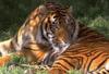 Tiger (Panthera tigris) relaxing