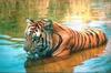 Tiger (Panthera tigris) in water