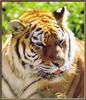 Tiger (Panthera tigris) face