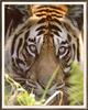 Tiger (Panthera tigris) face