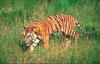 Tiger (Panthera tigris) stalking in weeds