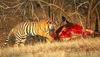 Tiger (Panthera tigris) dinner