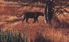 Tiger (Panthera tigris) under tree