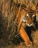 Tiger (Panthera tigris) stalking in weeds