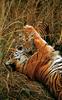 Tiger (Panthera tigris) mother and kit