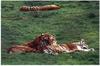 Tigers (Panthera tigris) relaxing