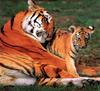 Tiger (Panthera tigris) mother and kit