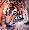 Tiger (Panthera tigris) face