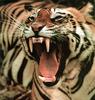 Tiger (Panthera tigris) snarling face