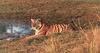 Tiger (Panthera tigris) sitting by the swamp