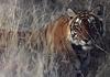 Tiger (Panthera tigris) stalking in weeds