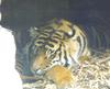 Bengal Tiger (Panthera tigris tigris) of Himalaya