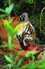 Bengal Tiger (Panthera tigris tigris) feeding