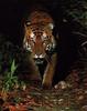 Bengal Tiger (Panthera tigris tigris) pacing
